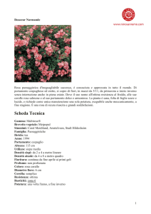 varieta rose PDF - anffas onlus savigliano