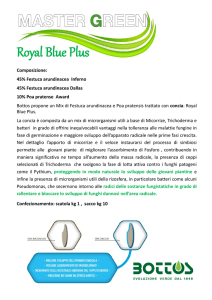 Royal Blue Plus