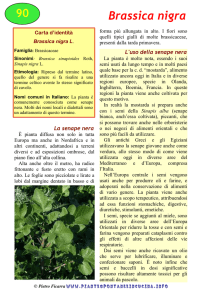 Brassica nigra - Piante spontanee in cucina