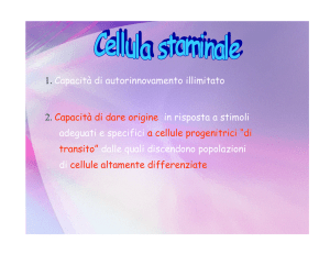 Cellule staminali adulte