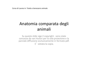 Anatomia comparata degli animali - Progetto e
