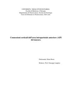 Connessioni corticali dell`area intraparietale anteriore (AIP) del