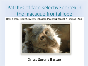 Patches of face-‐selec/ve cortex in the macaque frontal lobe