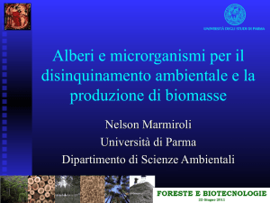 Alberi e microrganismi per il disinquinamento ambientale e la