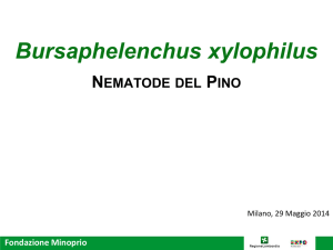 Bursaphelenchus xylophilus. Nematode del Pino.