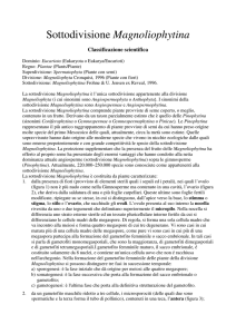Magnoliophytina - francescofiume.altervista.org