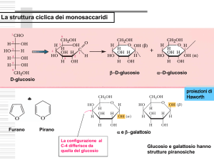 La struttura ciclica dei monosaccaridi