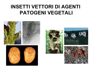 insetti vettori