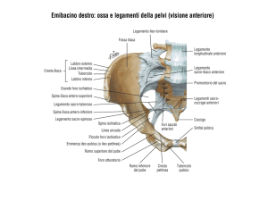 Emibacino destro: ossa e legamenti della pelvi (visione anteriore)