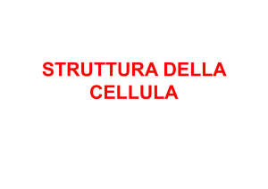 struttura della cellula struttura della cellula