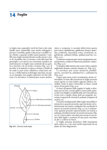 14 Foglie