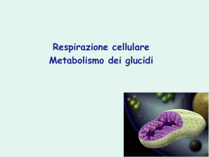 Respirazione cellulare Metabolismo dei glucidi