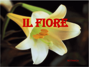 Il fiore - sciunisannio.it