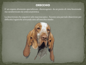 ORECCHIO File - Progetto e