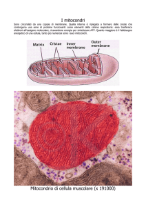 I mitocondri Mitocondrio di cellula muscolare (x