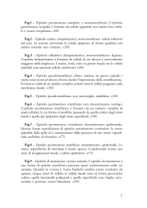 5 Fig.1 – Epitelio pavimentoso semplice o monostratificato. L`epitelio
