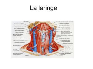 La laringe