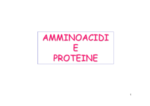 amminoacidi