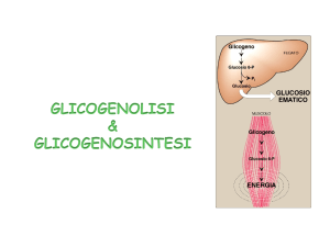Gluconeogenesi