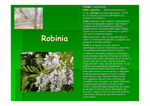 Robinia - Provincia di Alessandria