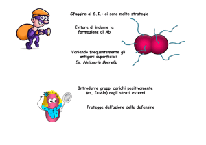 Es. Neisseria Borrelia