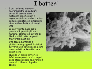 I batteri - e