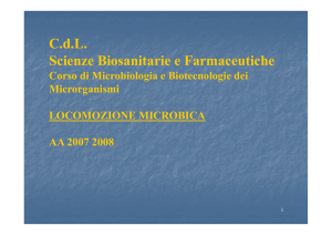 05 BSF morfologia cellulare batterica 2 [modalità compatibilità]