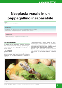 Neoplasia renale in un pappagallino inseparabile