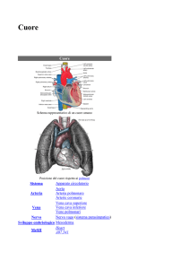 Cuore Sistema Apparato circolatorio Arteria Aorta Arteria polmonare