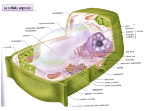 La cellula vegetale - Macroarea di Scienze