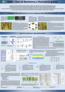 SAM – Geni di Resistenza a Pyricularia grisea