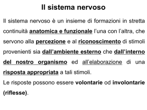 cervelletto