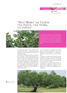 "Figo Moro" da Caneva una pianta, una storia, un popolo