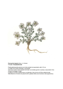 Paronychia kapela (Hacq. ) - Regione Marche