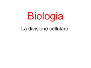 Presentazione di PowerPoint - Buccari