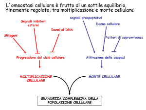 Diapositiva 1 - e