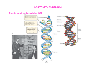 LA STRUTTURA DEL DNA