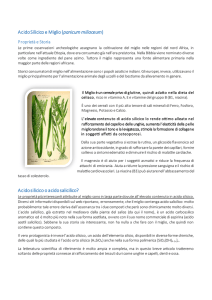 Acido Silicico e Miglio - Naturalmente Erboristeria