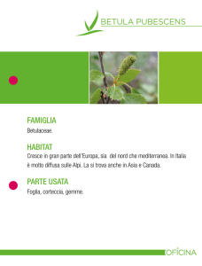 betula pubescens famiglia habitat parte usata
