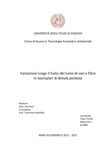 Variazione lungo il fusto del lume di vasi e fibre in esemplari di