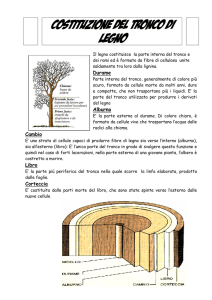 tronco legno - Rosario Berardi