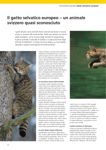 Il gatto selvatico europeo – un animale svizzero quasi