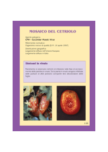Virus Fitoplasmi.cdr - Agricoltura Regione Emilia