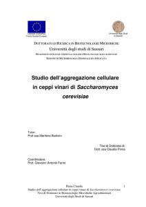 Studio dell`aggregazione cellulare in ceppi vinari di Saccharomyces