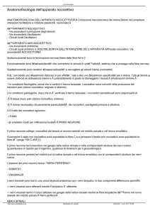 Anatomofisiologia dell`apparato nocicettivo