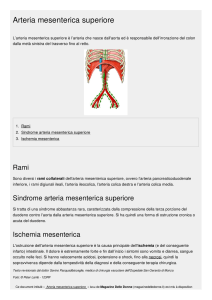 Arteria mesenterica superiore