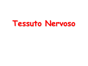 Lezione 22-Tessuto_Nervoso__37507716