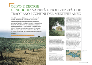 olivo e risorse genetiche: varietà e biodiversità che