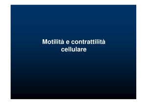 Motilità e Contrattilità Cellulare