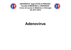 ADENOVIRUS: Università degli Studi di Perugia